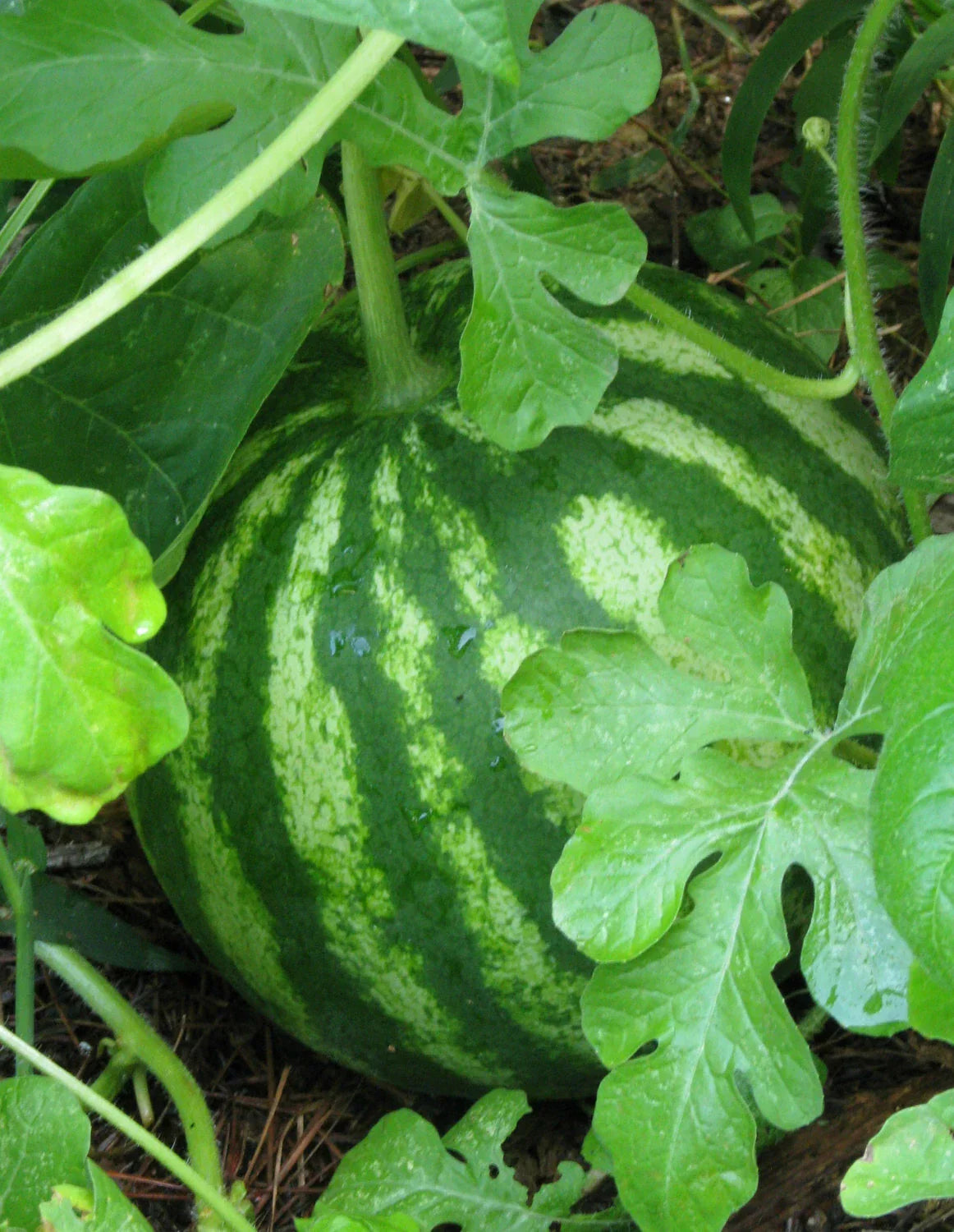 Sugar Baby Watermelon Seeds - 30+ Non-GMO Citrullus lanatus Seeds for Garden