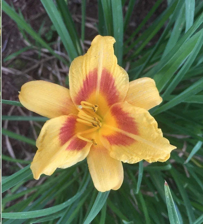 Daylily Plants - 4 Bare Root Red Eye Stella de Oro Hemerocallis 'Stella de Oro' Perennials