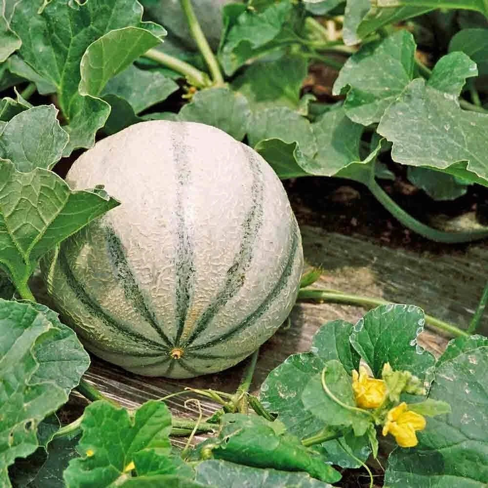 Charentais Melon Seeds – Heirloom Non-GMO Cucumis melo for Home Garden, Juicy, Aromatic, Vining Melons, Seed Packet