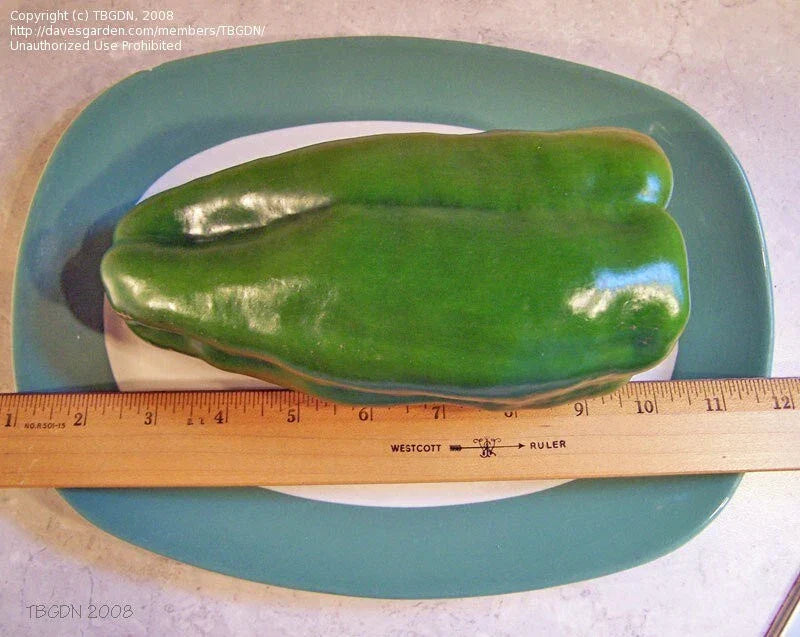 Big Bertha Sweet Pepper Seeds - 10+ Non-GMO Heirloom Capsicum annuum
