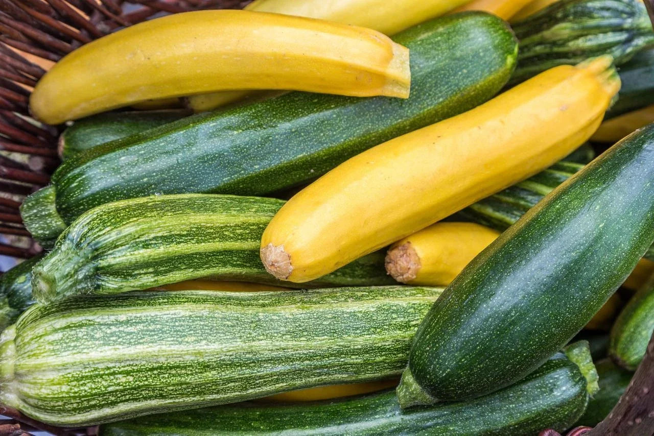 Zucchini Seeds Mixture – Organic Cucurbita pepo Varieties for Home Gardening, Bountiful Harvest