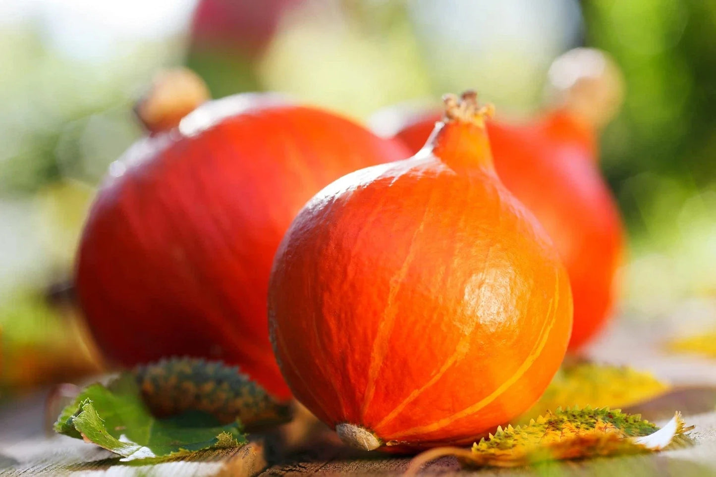 Japanese Heirloom Red Kuri Hokkaido Squash Seeds - 20 Pack, Cucurbita maxima, Nutty Flavor, Decorative Orange Skin, Garden Planting