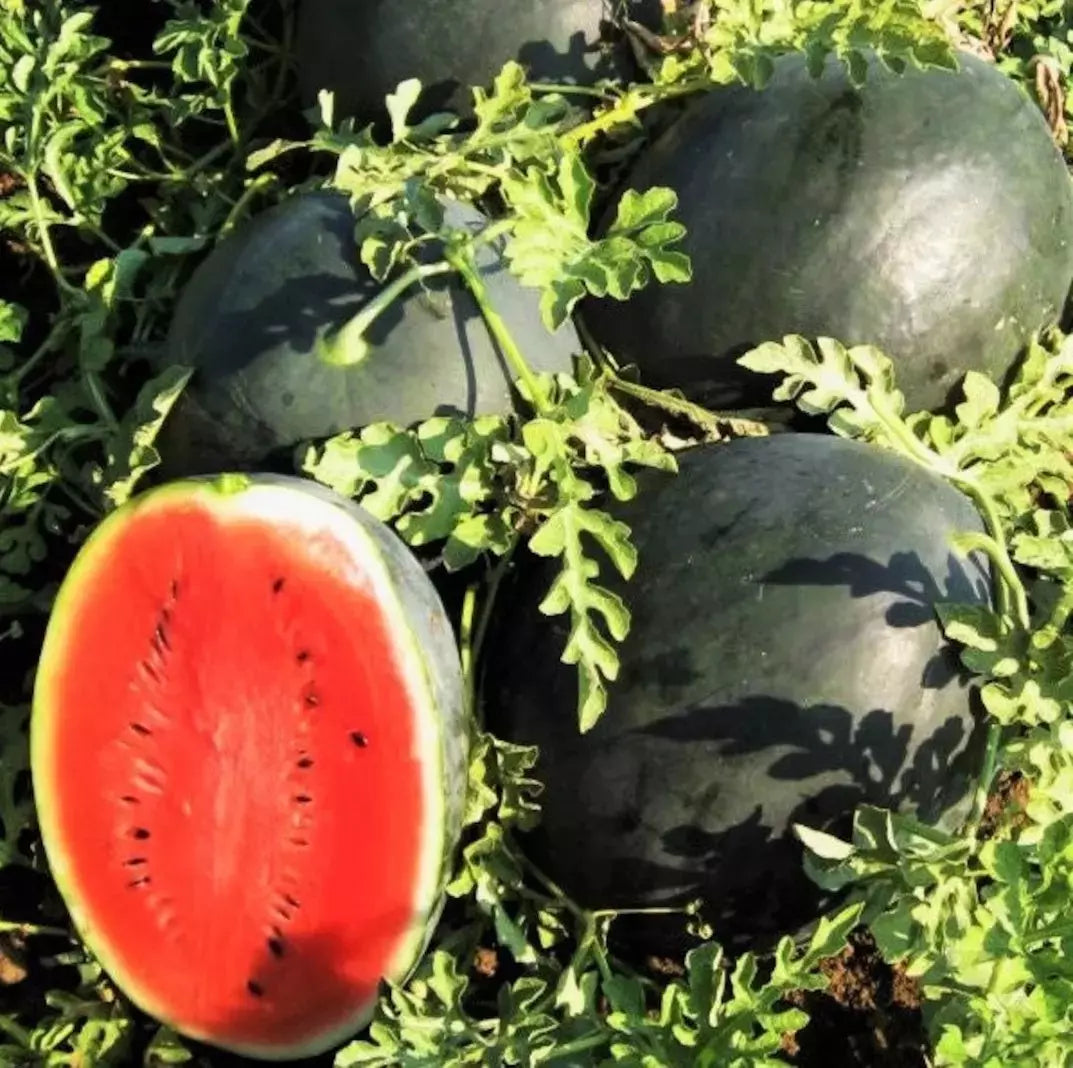 Giant Black Diamond Watermelon Seeds - 30+ Organic Heirloom Citrullus lanatus