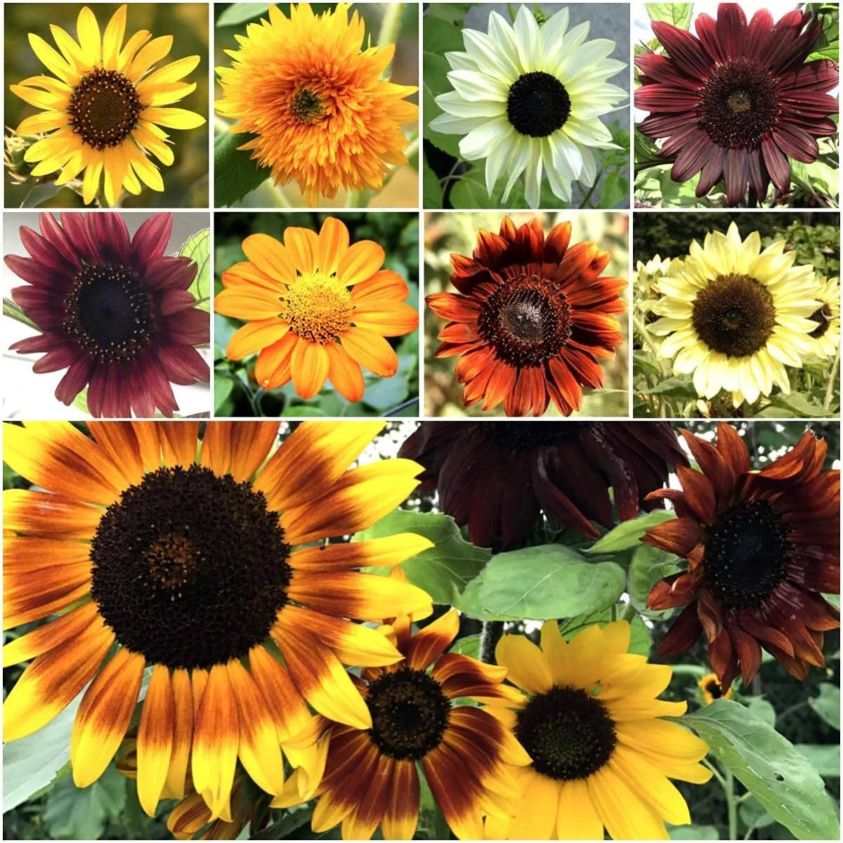Bulk Sunflower Seeds for Planting 1000+ Non-GMO Heirloom Helianthus annuus