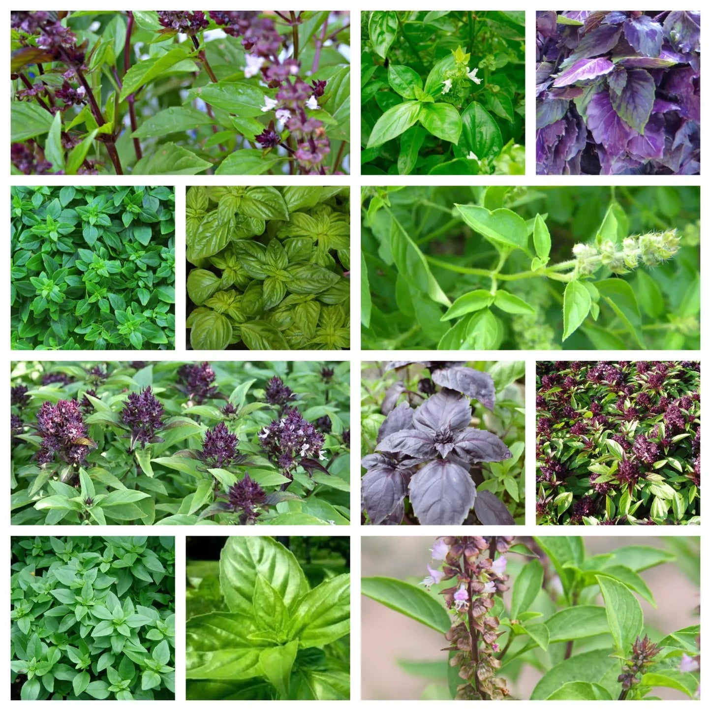 Basil Seeds Collection - 12 Heirloom Varieties, NON-GMO Organic Basil Seeds