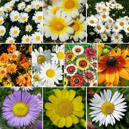 Daisy Crazy Flower Mix - 1000 Non-GMO Seeds, 10 Varieties Including Painted Shasta