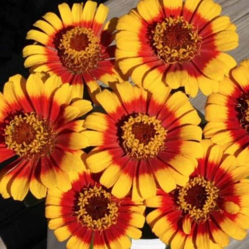 Organic Zinnia elegans Seeds - 25 Sombrero Flower Pack for Garden, Borders & Containers