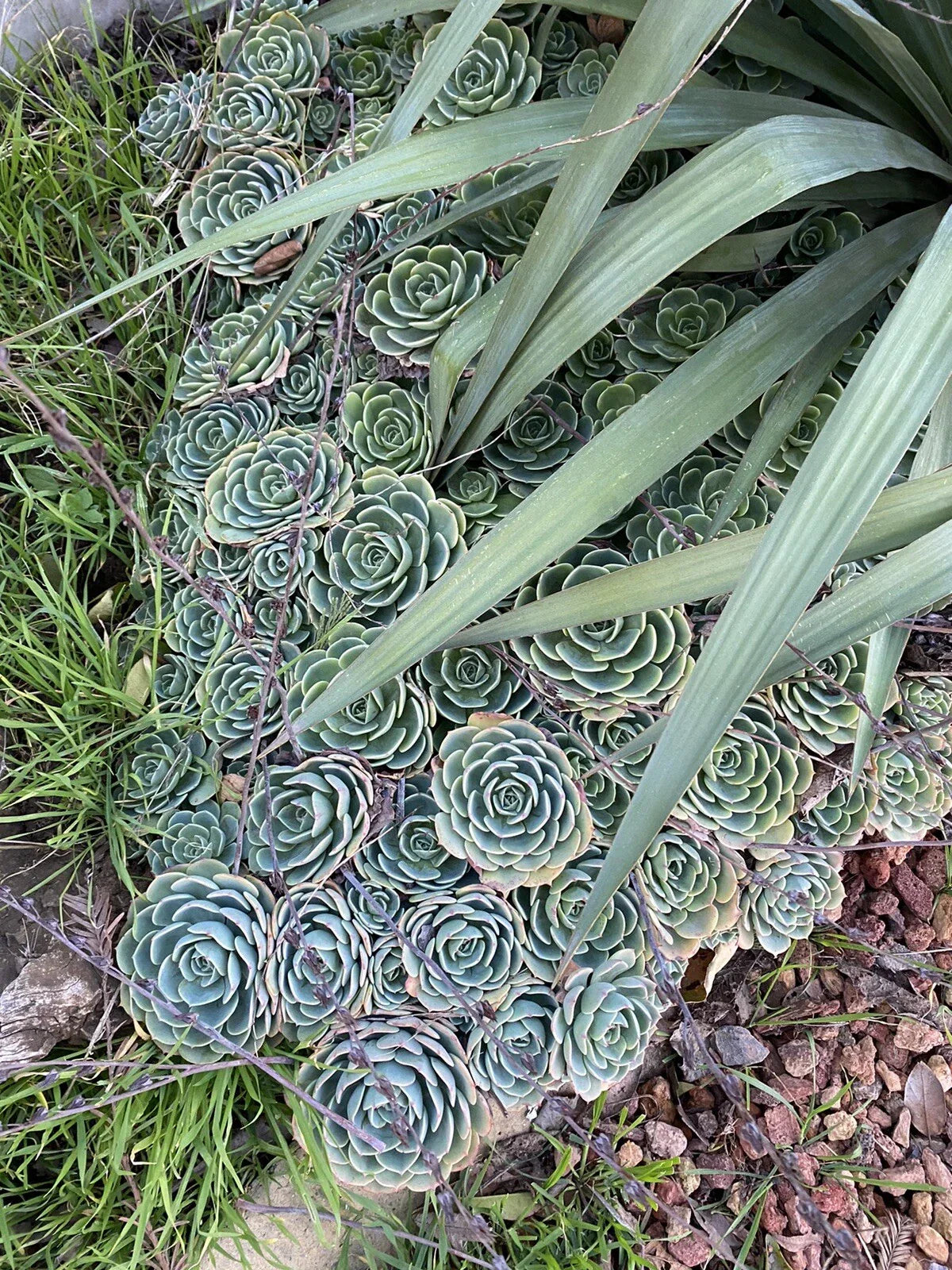 Echeveria Secunda Succulents Cuttings Pack - Lot of 5, 3 Inch Wide Rosette Succulents