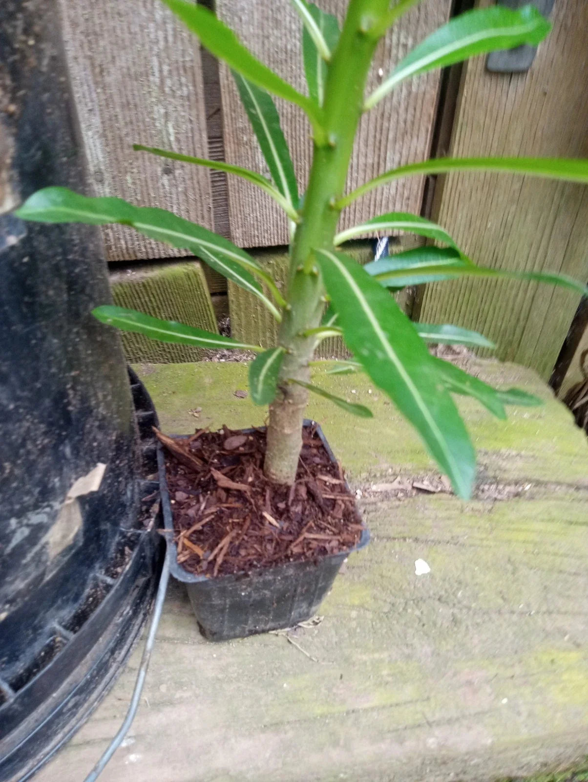 Pachypodium Rutenbergianum Succulent Plant 4-Inch Pot - Madagascar Palm, Drought-Resistant Indoor & Outdoor Houseplant