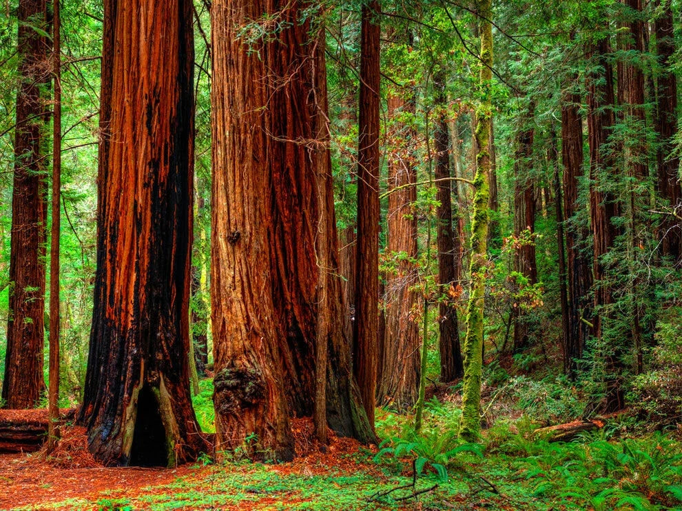 Redwood Coastal California Tree Seeds – Sequoiadendron sempervirens – Tall, Shade Tree for Garden & Landscape, 15 Seeds