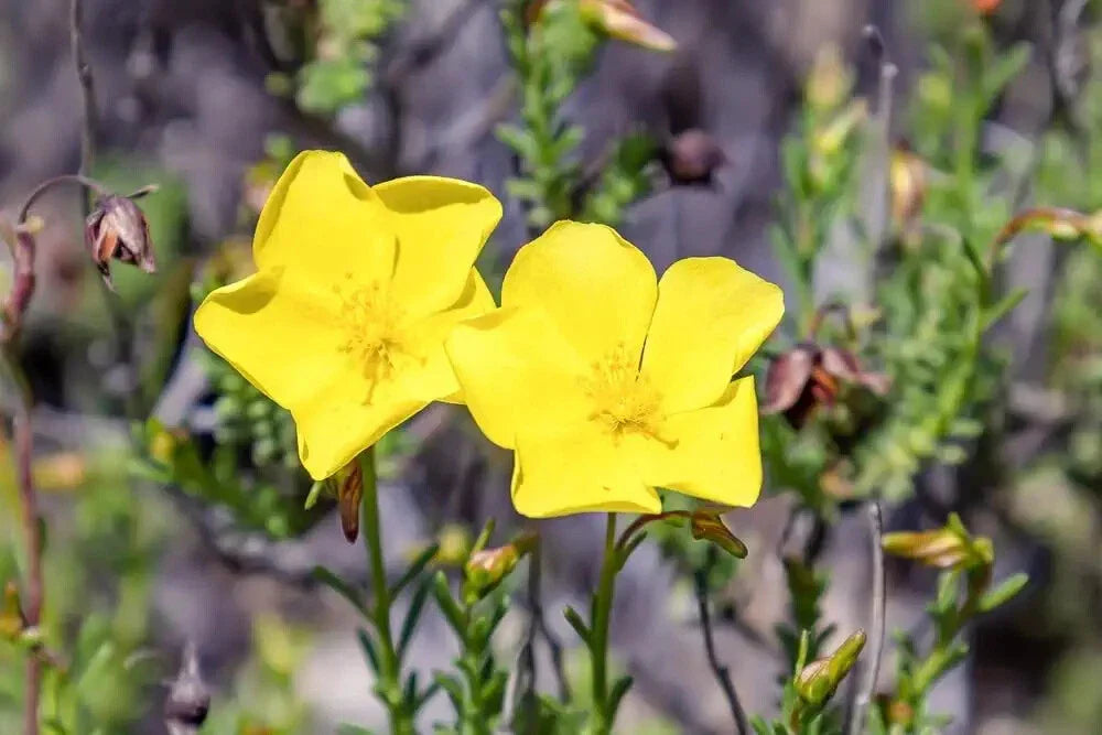 Dwarf Creeping Rock Rose Seeds - 50 Pack | Fumana procumbens Ground Cover