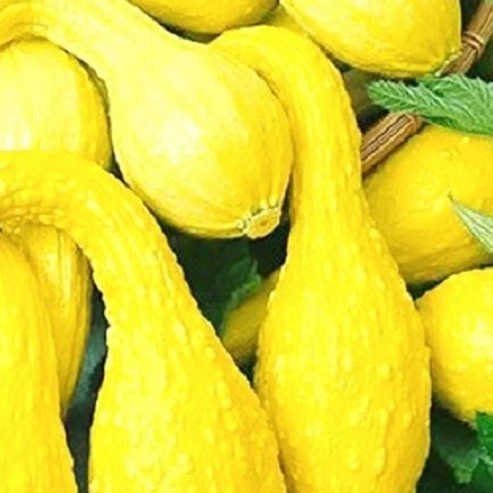 Crookneck Yellow Squash Seeds | Non-GMO Heirloom Organic Cucurbita pepo