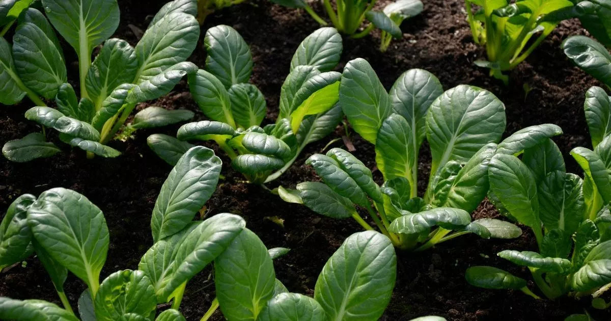 Tatsoi Chinese Cabbage Seeds NON-GMO | Stir Fry Asian Greens Brassica rapa