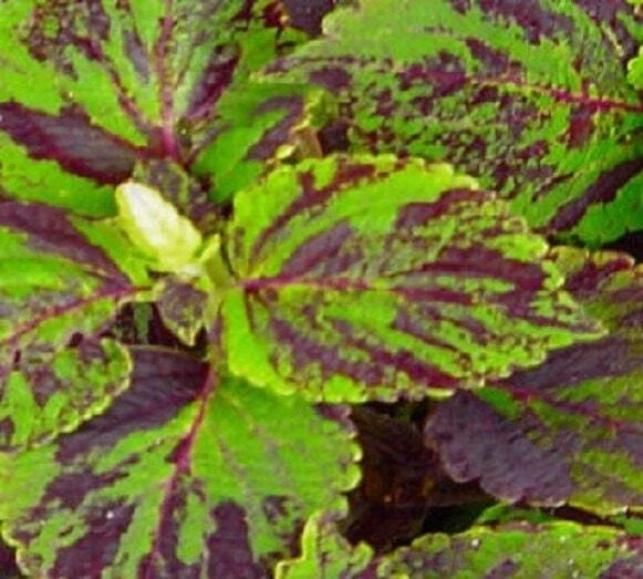 Coleus Seeds 500 Count Jazz Marble GL, Vibrant Multicolored Foliage, Solenostemon scutellarioides, Garden & Landscaping
