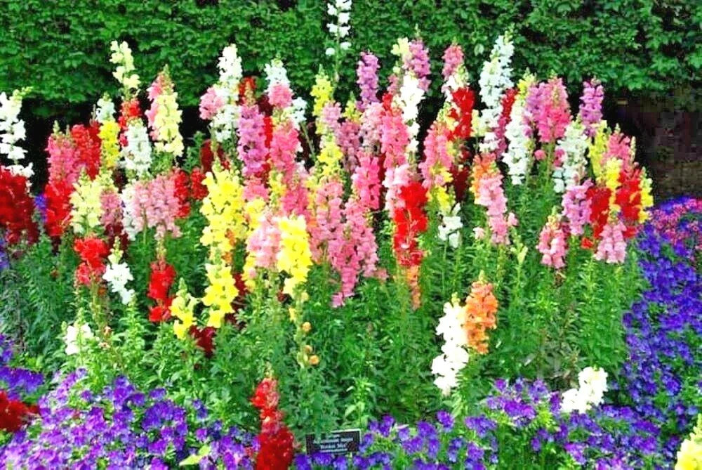 Snapdragon Seeds - 2000+ Tetra Mix - Antirrhinum majus for Garden, Patio & Containers
