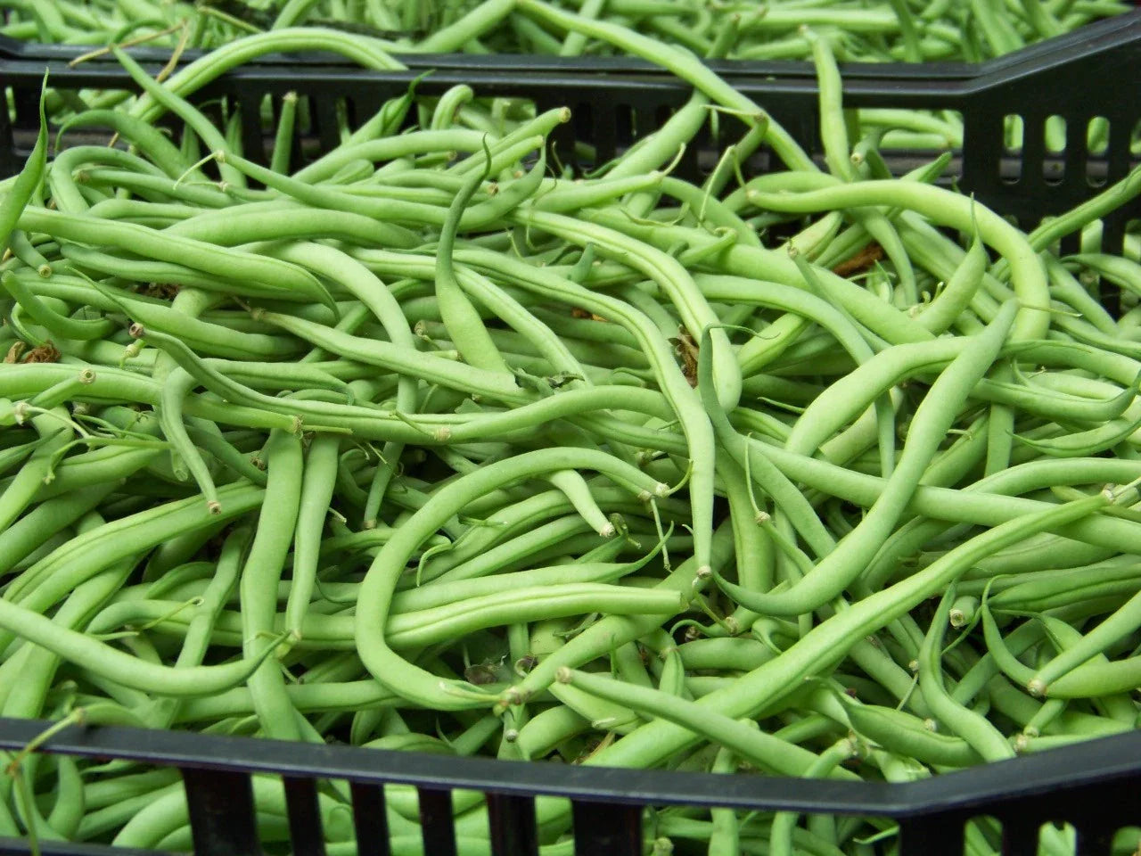 20 Seeds Blue Lake Bush Bean - Phaseolus vulgaris - GroCo USA