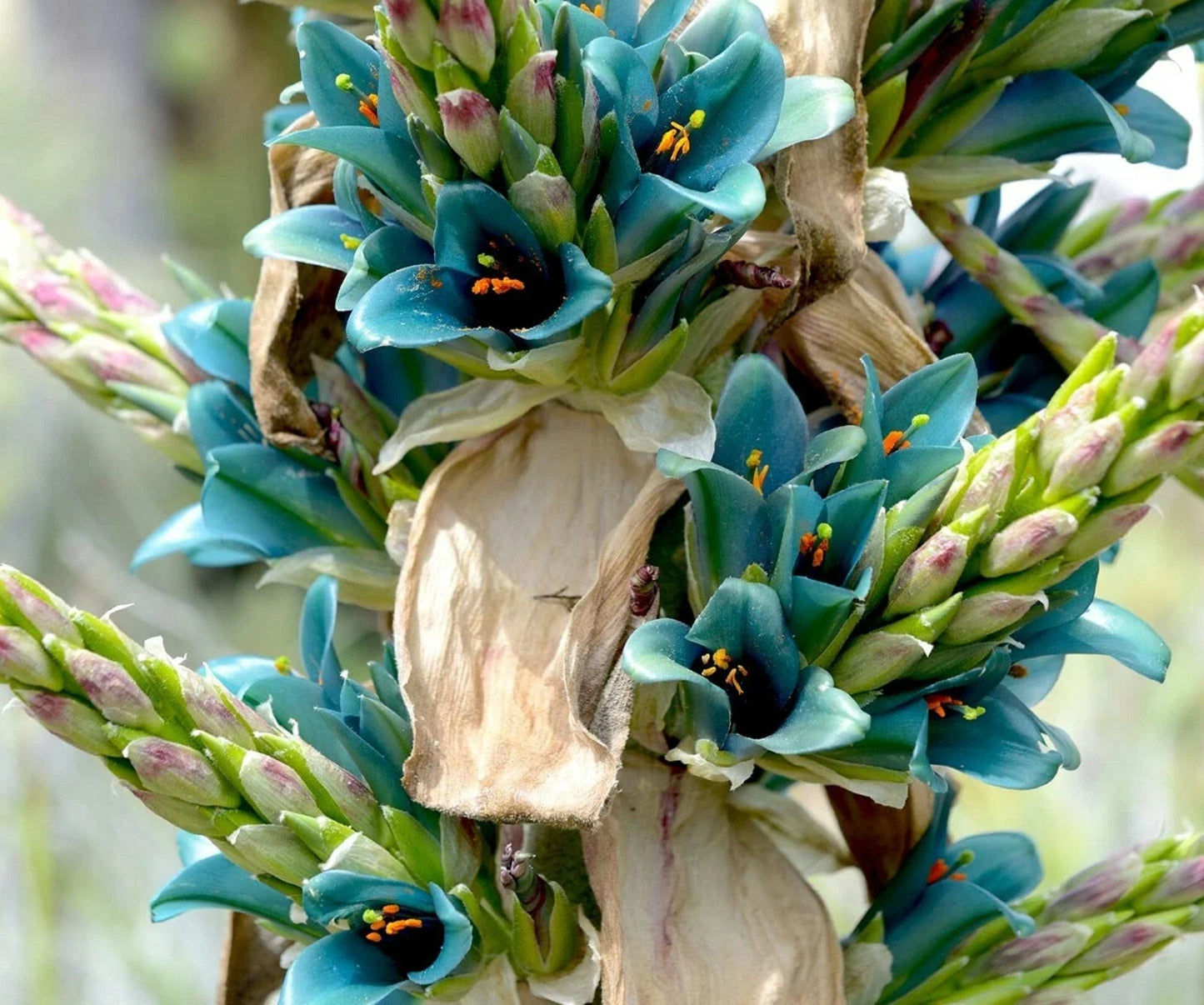 Sapphire Tower Seeds - 10 Pack for Planting, Rare Exotic Puya alpestris with Blue Flower Spikes, Architectural Bonsai, Rock Garden