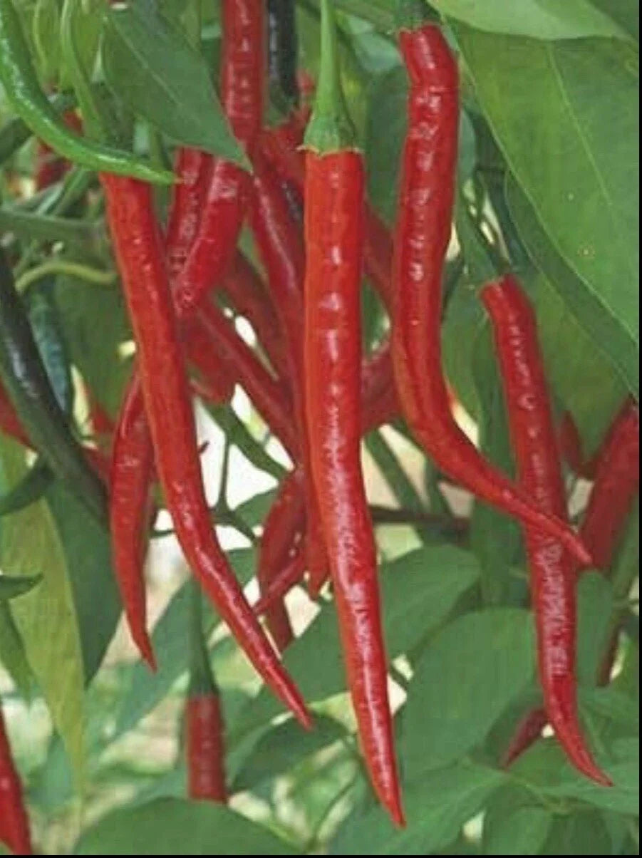 Hot Long Red Cayenne Pepper Seeds - Non-GMO Capsicum Annuum for Spicy Culinary Use, Home Gardening & Container Growing