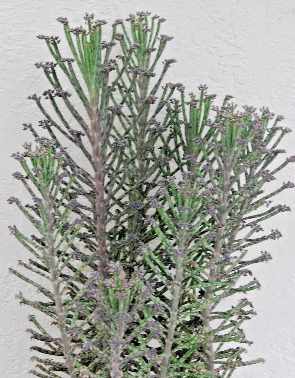 Kalanchoe Mother of Thousands Plant - Chandelier Style Live Succulent