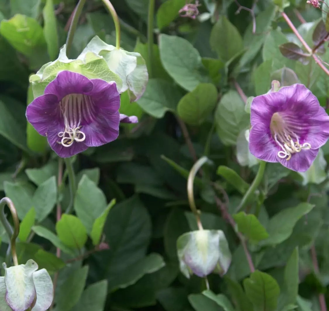 Cobaea Violet Cathedral Bells Vine Seeds - Climbing Flower, Purple Bell-Shaped Blooms, Cobaea scandens, 5 Seeds