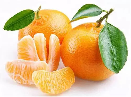 Edible Orange Tree Seeds, 10 Pack, Citrus sinensis, Grow Juicy Oranges, Fruit-Bearing Seeds from Iowa