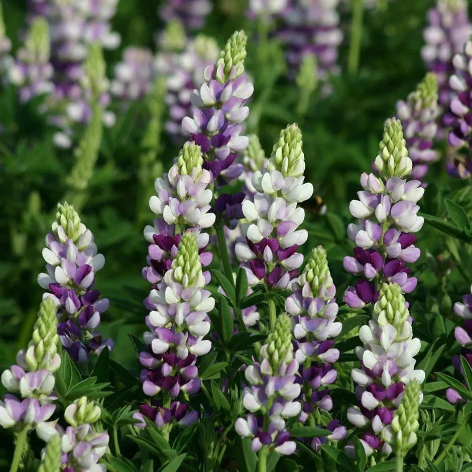 25 Lilac White Lupine Seeds - Perennial Hardy Flowers - Lupinus polyphyllus - US Seller
