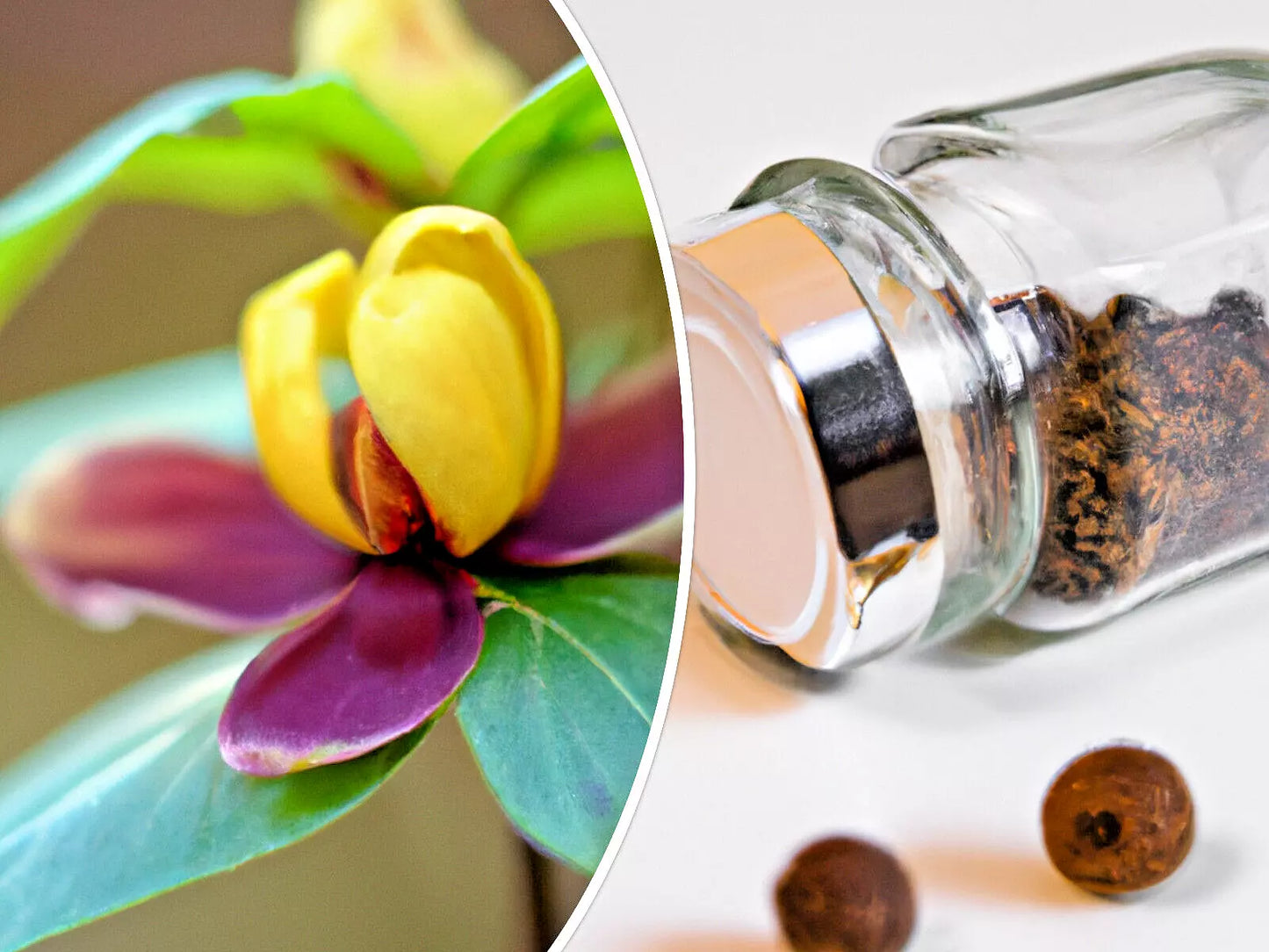 Carolina Allspice Seeds - 10 Sweetshrub Planting Seeds, Spice Bush, Calycanthus floridus, Fragrant Flowers, Deciduous Shrub