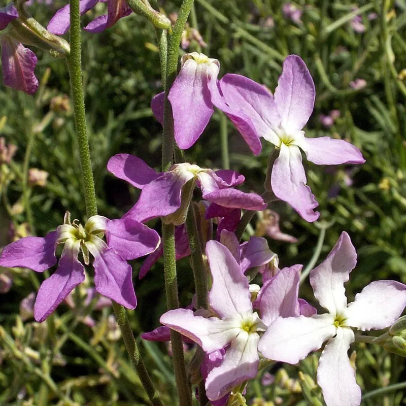 Evening Scented Stock Seeds Mathiola Longipetala 1000+ USA - Fragrant Garden Flowers