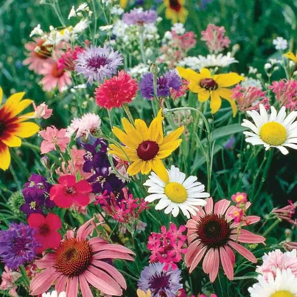 Wildflower Cutflower Mix Seeds - 200+ Seeds, 19 Species, USA Native