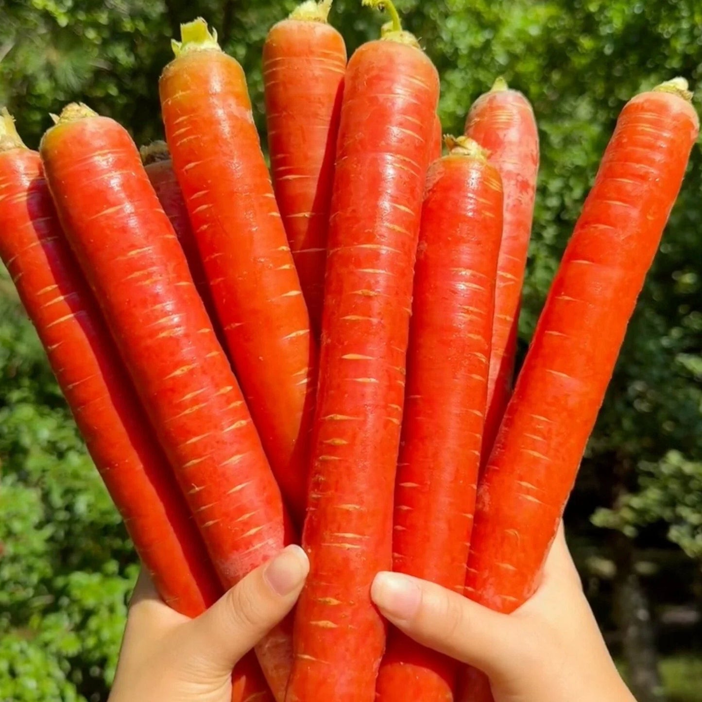Red Fruit Carrot Seeds - 1000pcs Heirloom Daucus carota, Sweet Juicy, Full Sun, Non-GMO, Easy to Grow