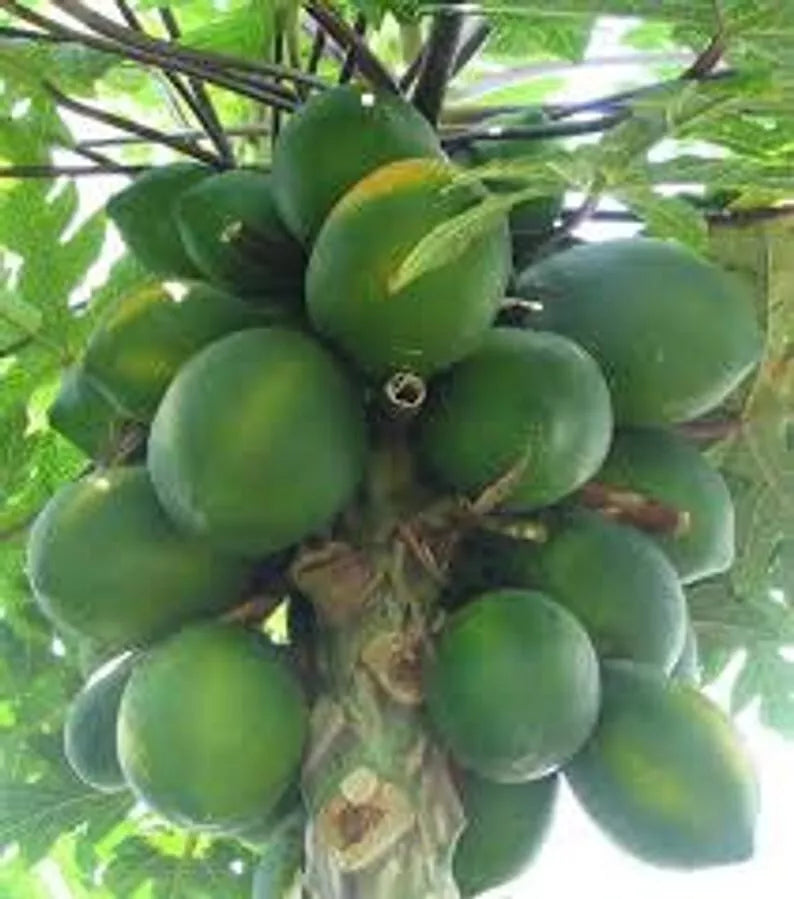 Organic Mexican Papaya Seeds 30 Count | Carica papaya Tropical Fruit