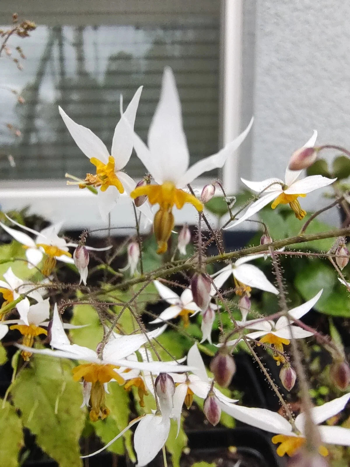 Epimedium Ground Cover Potted Plant - Drought Tolerant Perennial Barrenwort Epimedium spp.