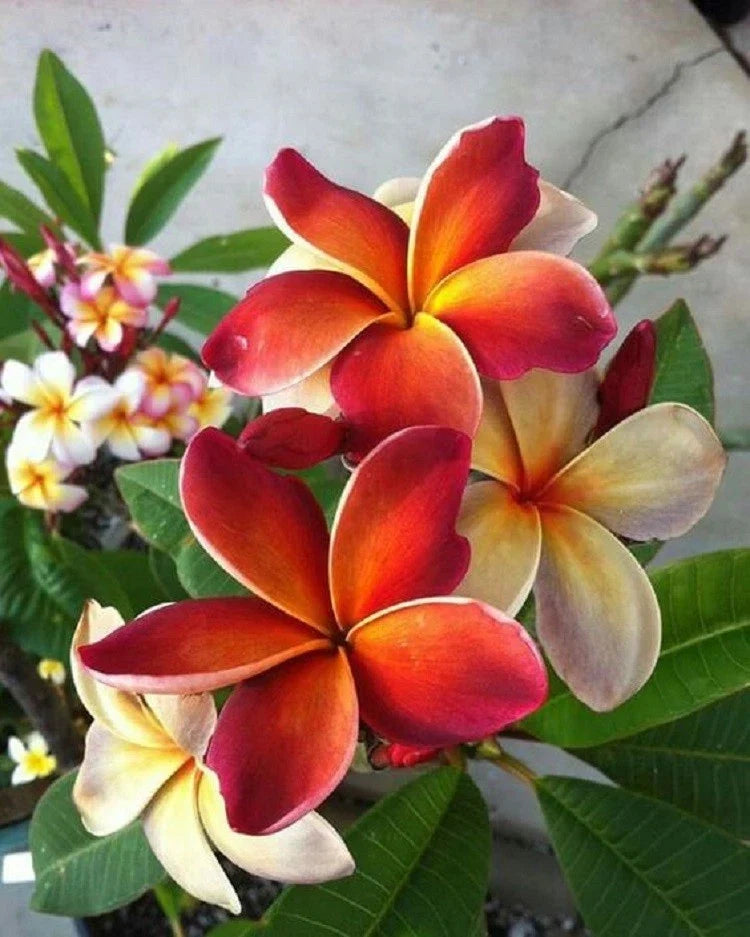 Plumeria Seeds - 5 Dark Orange Hawaiian Flower Lei - Perennial Bloom - Plumeria rubra