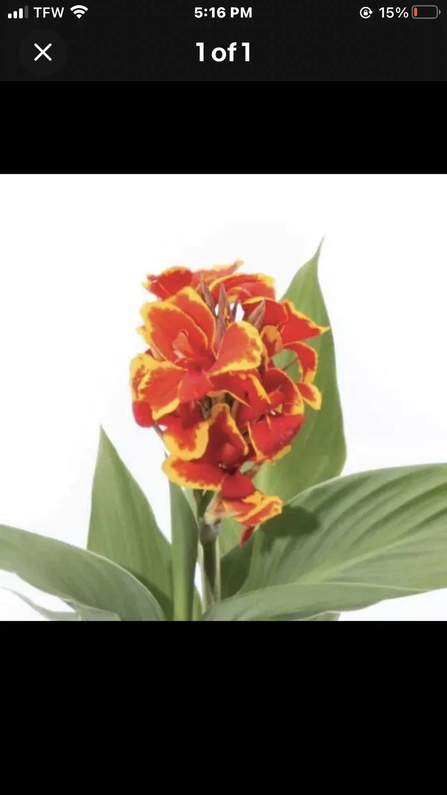 Canna Plant Live Plug 2.5 Inch Pot Cannova Red Gold Flame Canna indica Garden Flower