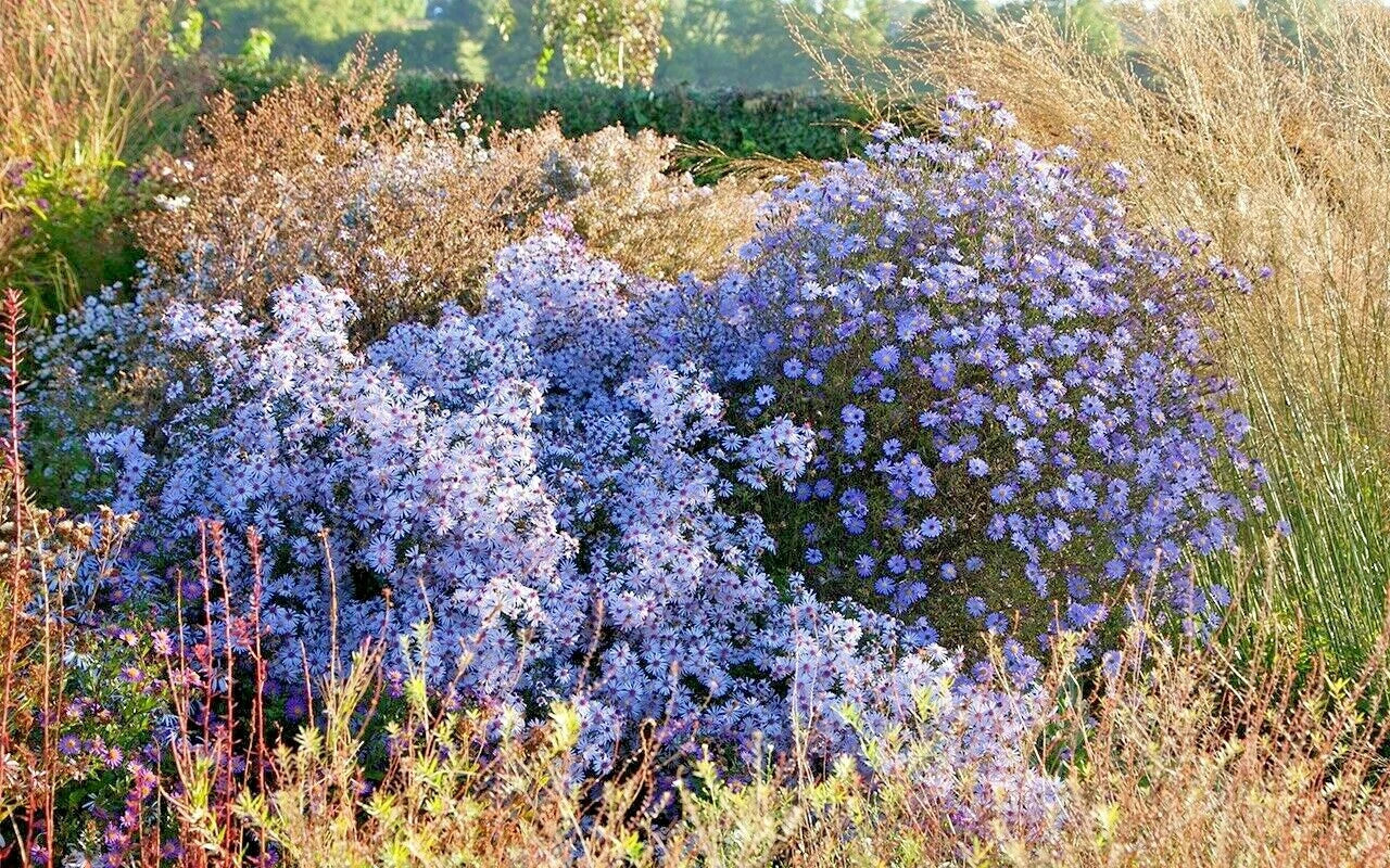 Prairie Aster Seeds - Perennial Wildflower for Summer & Fall Gardens - Symphyotrichum oolentangiense - Native North American Plant