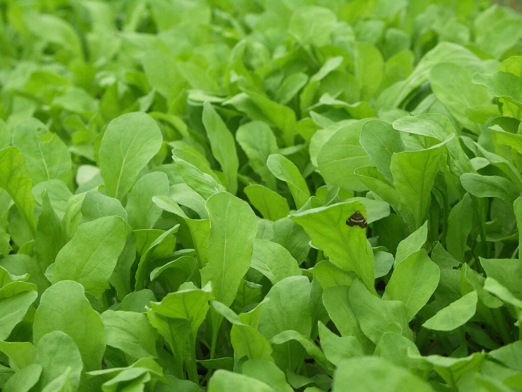 Arugula Seeds 1000+ Heirloom Non-GMO Roquette Rocket Herb Garden