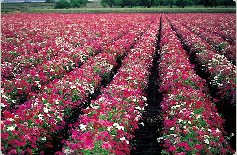 Phlox Seed Packet – Drummond Mix for Butterfly Attraction, Pollinator Garden, Vibrant Colors, Non-GMO, 50 Seeds