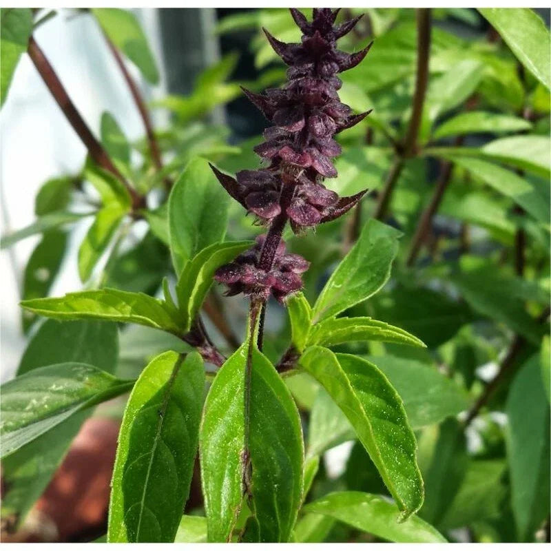 Licorice Basil Herb Seeds - Thai Basil Non-GMO | Ocimum basilicum