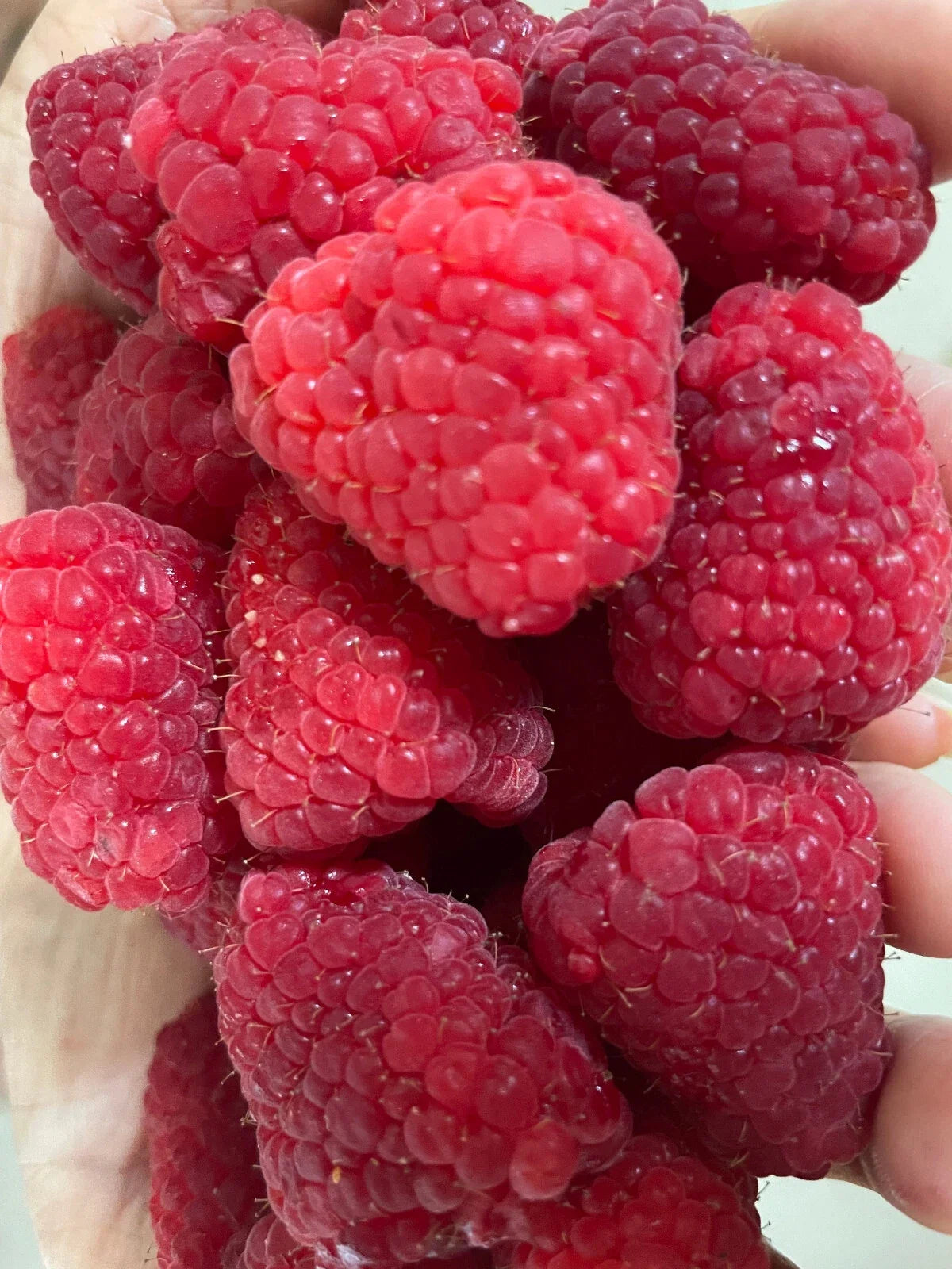 Giant Raspberry Seeds - "Adelita" Rubus idaeus Fruit Plant - Berries for Home Garden, Bounty, Rare Variety