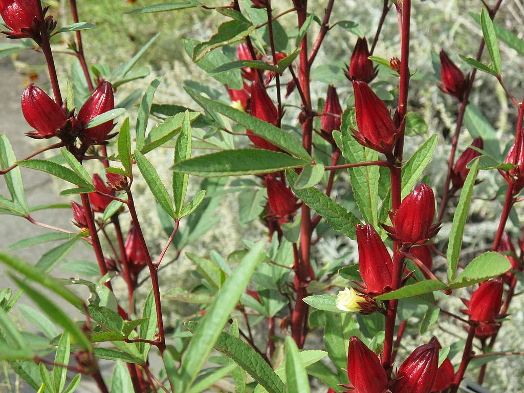 50 Roselle Seeds - Organic Hibiscus sabdariffa Herb Seeds for Gardening
