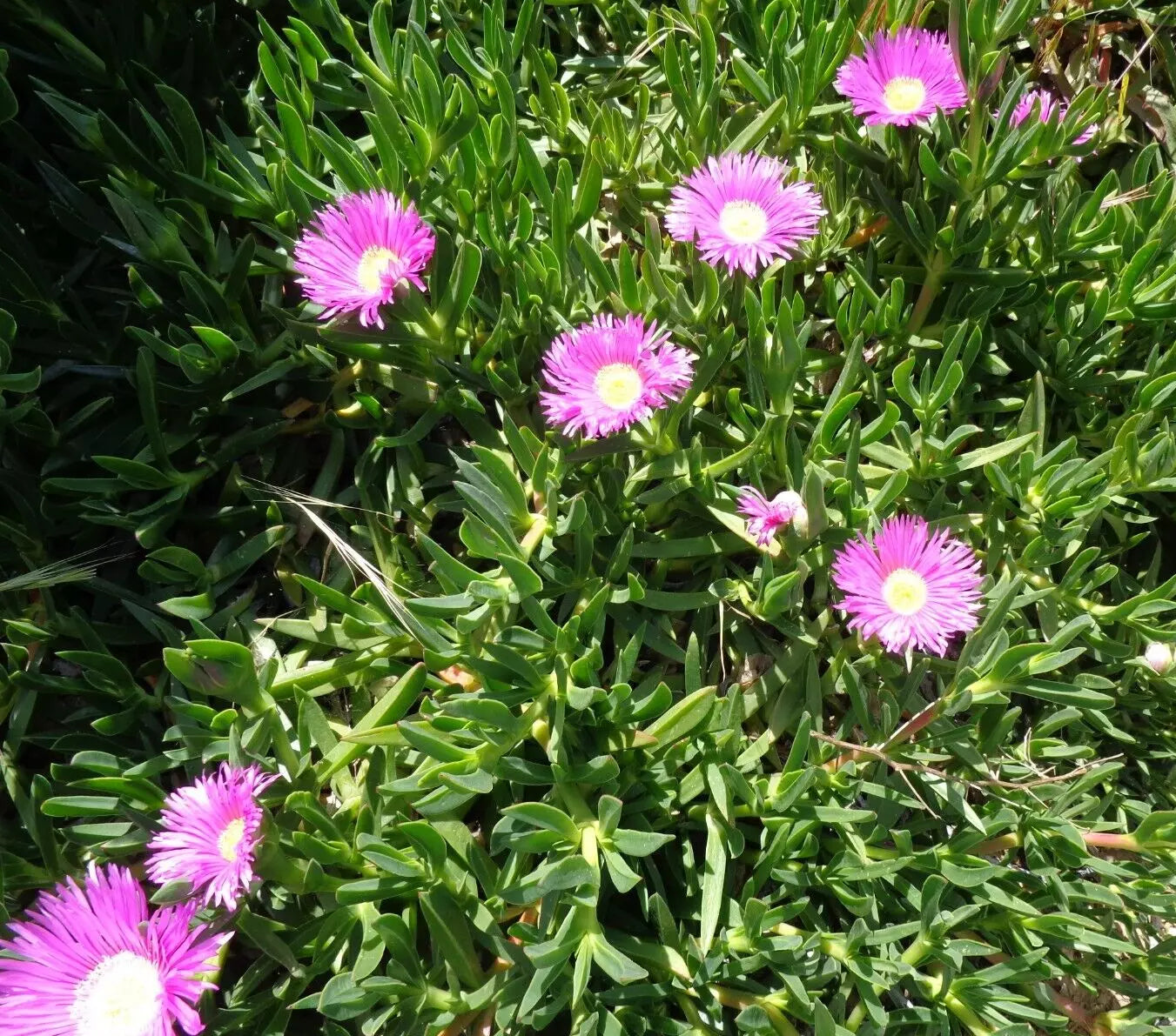 Ice Plant Cuttings 6-Pack, Purple Pink Ground Cover Succulent, Delosperma cooperi, Drought-Tolerant, Low Maintenance