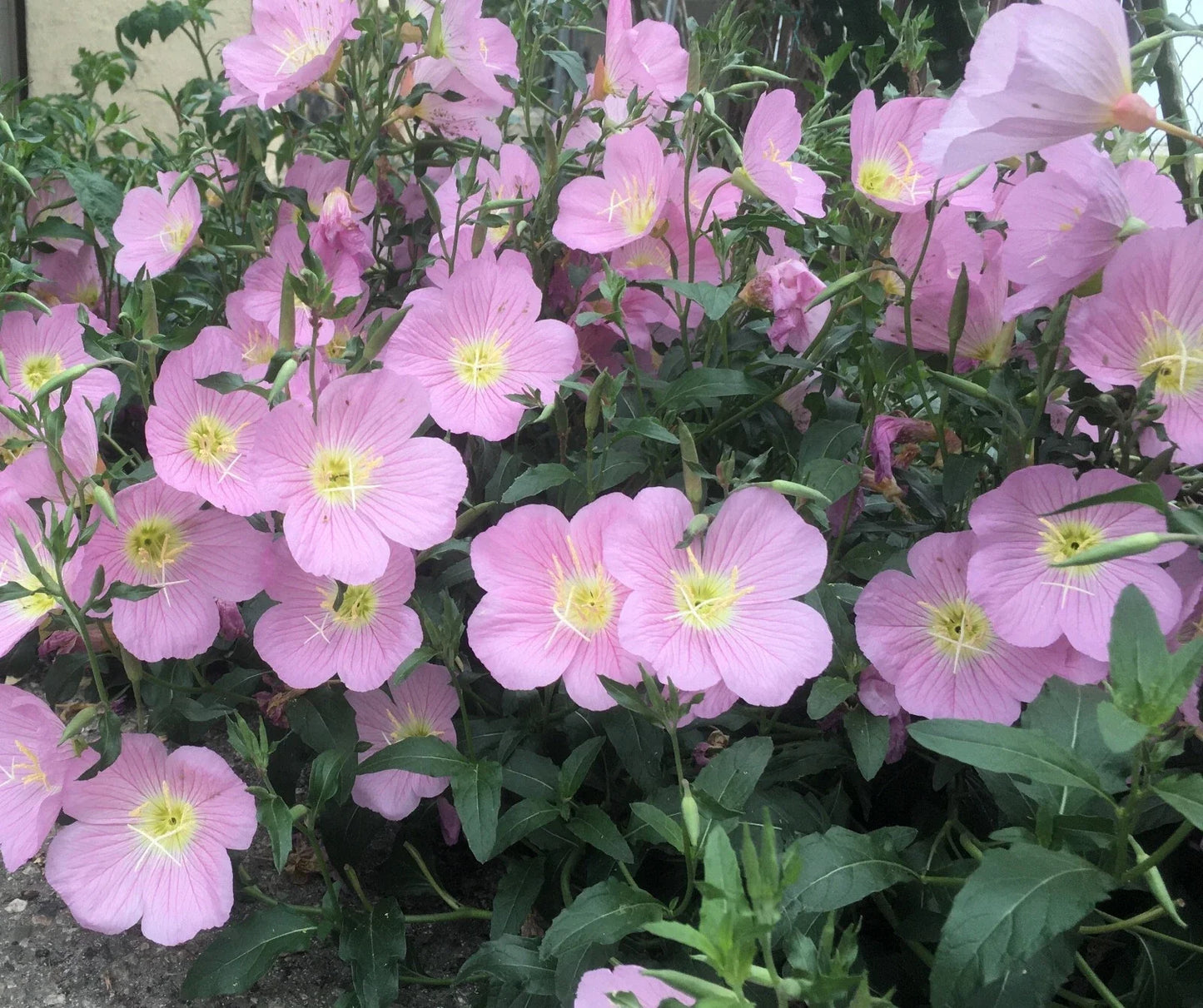 Pink Showy Evening Primrose Seeds - 500+ for Borders & Containers - Oenothera speciosa - Medicinal Herb, Pollinator Attractant