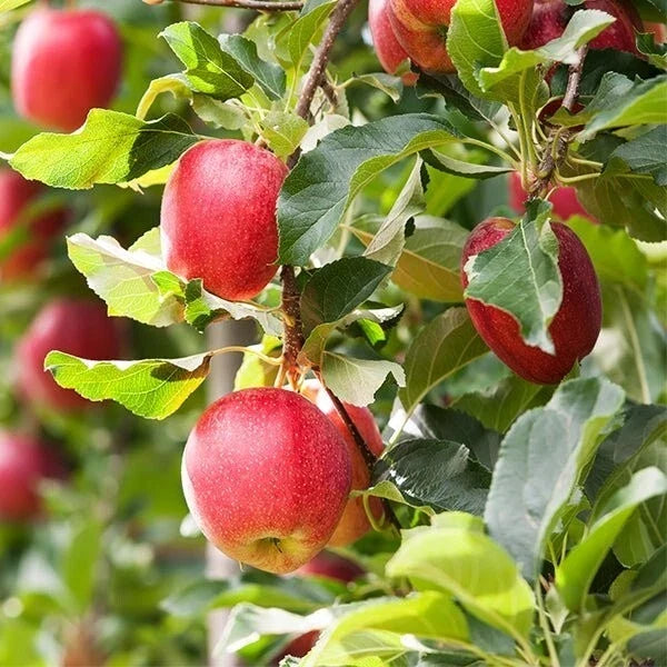 Gala Apple Tree Seedling Bareroot Live Plant Malus 'Gala' 3-6 Inches Tall