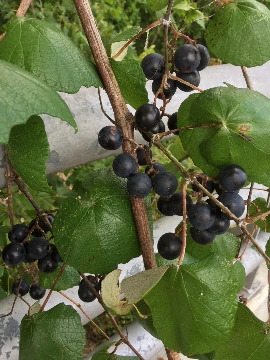 Mustang Grape Seeds - 20+ Vitis mustangensis Seeds - USA Harvested 10/2024