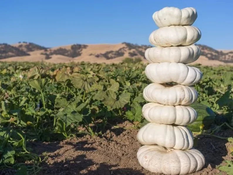 Organic White Boer Pumpkin Seeds - Heirloom Cucurbita pepo, Stackable Vining Variety, USA Grown, Non-GMO, Full Sun, 10 Seeds Pack