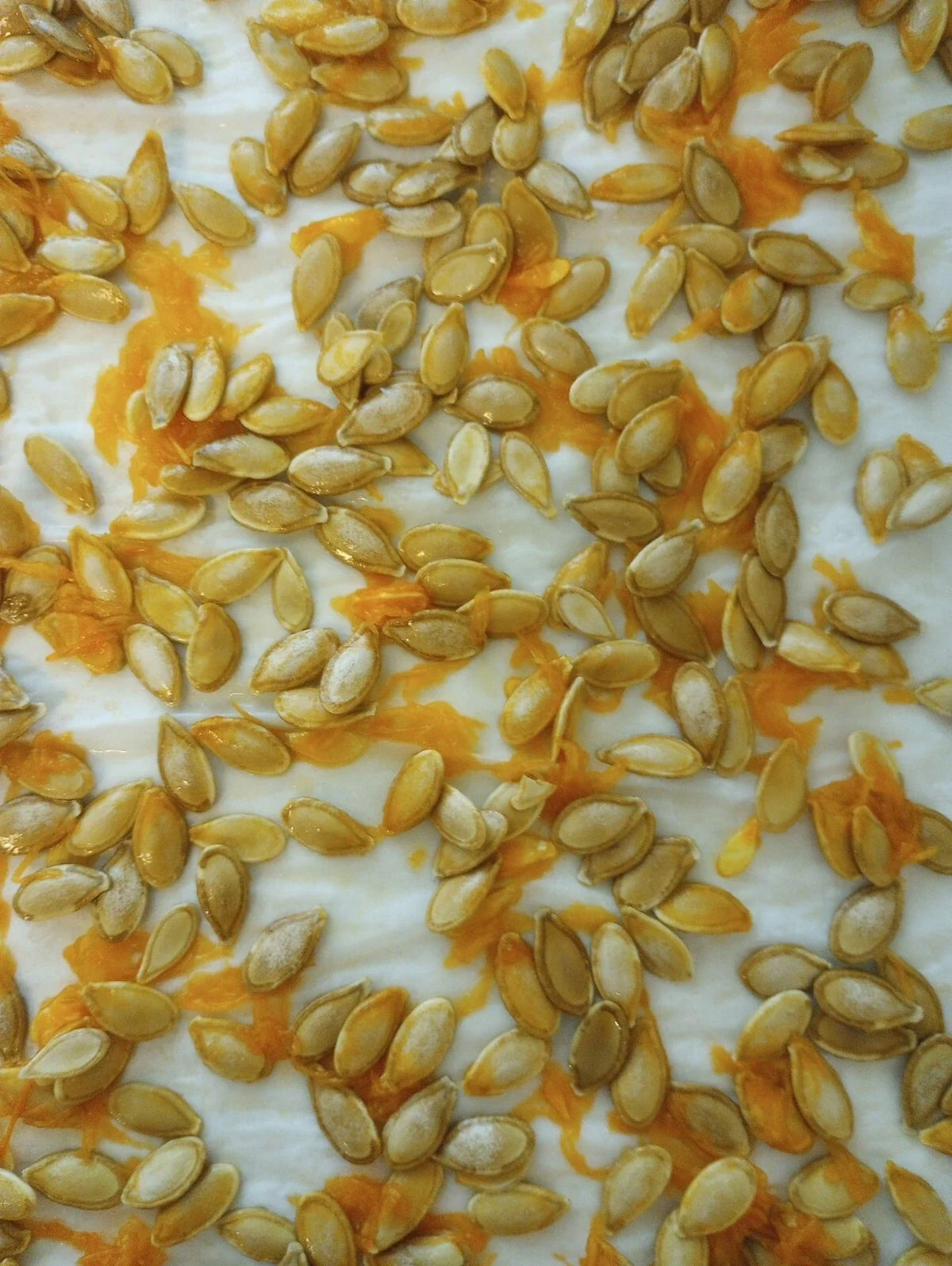 Organic Heirloom Seminole Pumpkin Seeds - 20+ Seeds - Florida Native Cucurbita moschata