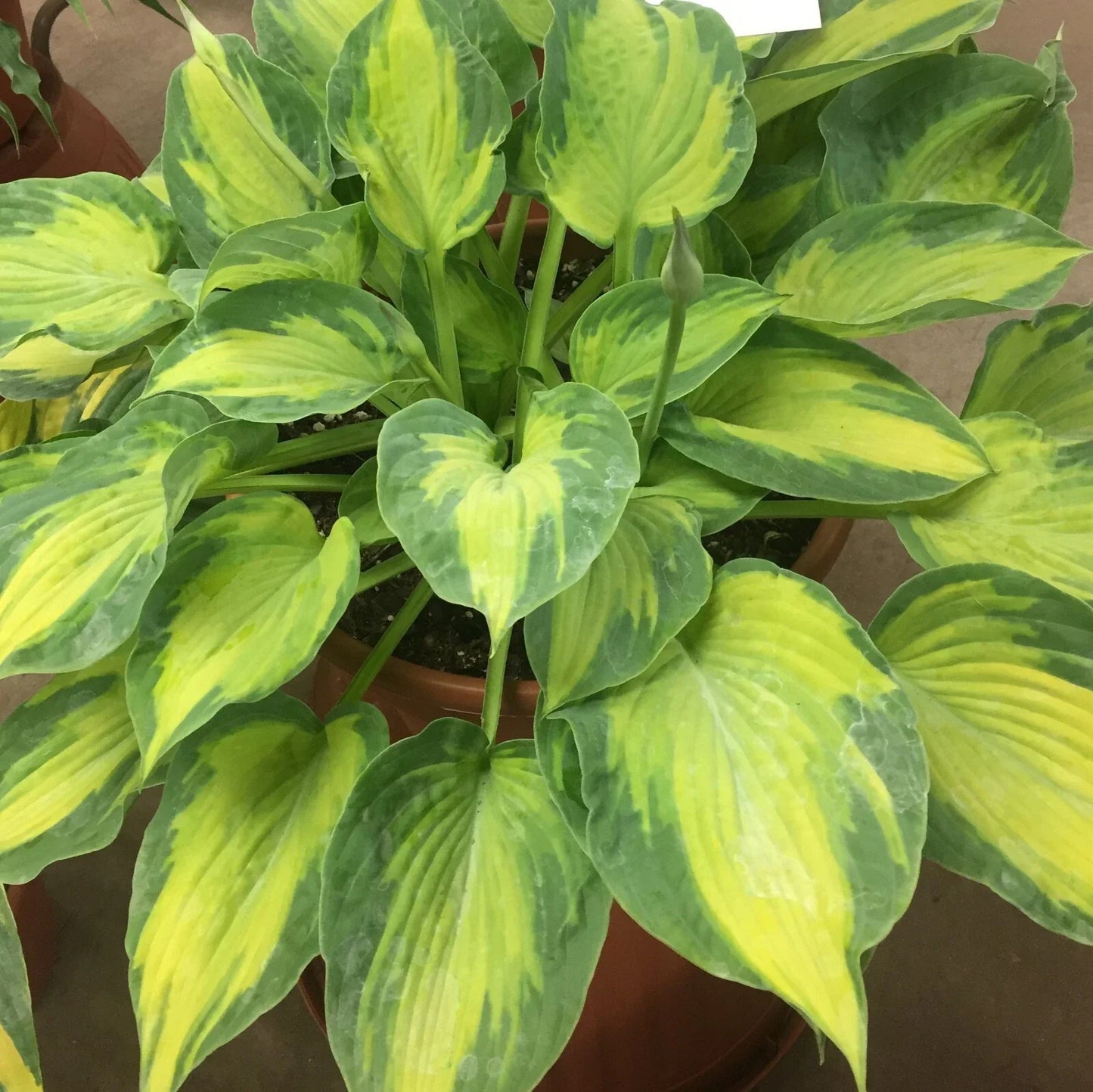 Hosta Sister Act Perennial Plant in 5.25" Pot | Variegated Shade-Loving Hosta spp.