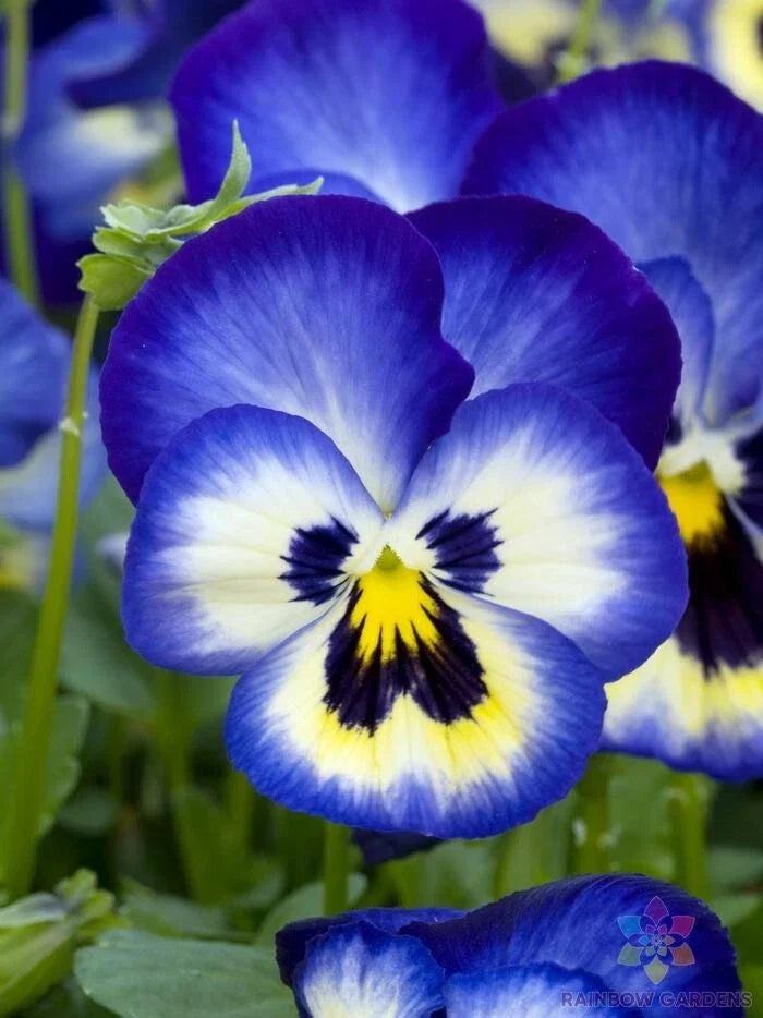 Premier Blueberry Thrill Pansy Seeds - 200+ Count Viola Flower Seeds for Garden