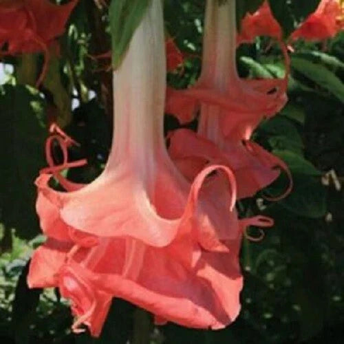 Double Pink Angel Trumpet Seeds - Brugmansia Datura Flower Seeds Pack of 10
