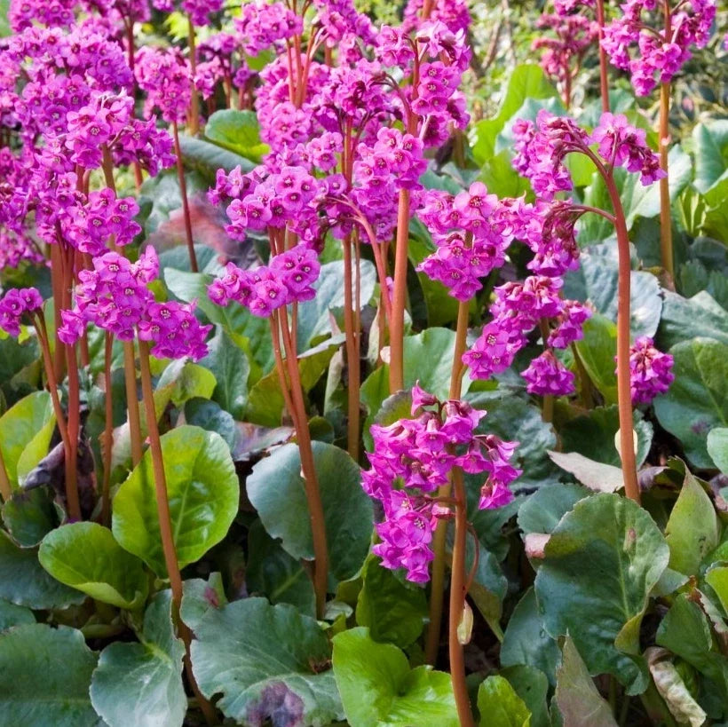 Bergenia Seeds Mix - Heartleaf Bergenia - Bergenia cordifolia - Perennial Ground Cover for Borders & Shade Gardens